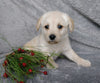 F1B Mini Labradoodle For Sale Millersburg, OH Female- Snuggles