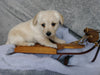 F1B Mini Labradoodle For Sale Millersburg, OH Female- Snuggles