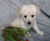 F1B Mini Labradoodle For Sale Millersburg, OH Female- Snuggles