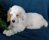 Cockapoo For Sale Millersburg, OH Male- Munchkin