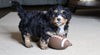 Mini Bernedoodle For Sale Fredericksburg, OH Female- Snuggles