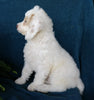 Cockapoo For Sale Millersburg, OH Male- Munchkin