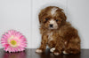 Cavapoo For Sale Fredericksburg, OH Female- Snuggles
