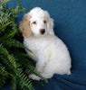 Cockapoo For Sale Millersburg, OH Male- Munchkin