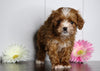 Cavapoo For Sale Fredericksburg, OH Female- Snuggles
