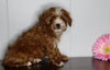 Cavapoo For Sale Fredericksburg, OH Female- Snuggles