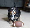 Mini Bernedoodle For Sale Fredericksburg, OH Female- Snuggles
