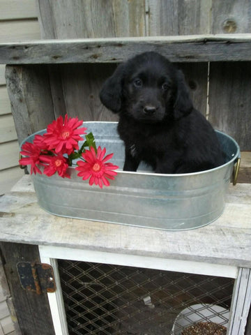 Labradoodle For Sale Millersburg, OH Female - Sophia
