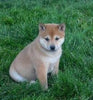 ACA Registered Shiba Inu For Sale Fredericksburg, OH Female- Sophie