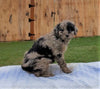 Mini Aussiedoodle For Sale Holmesville, OH Female- Sophie