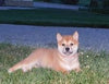 ACA Registered Shiba Inu For Sale Fredericksburg, OH Female- Sophie