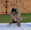 Mini Aussiedoodle For Sale Holmesville, OH Female- Sophie