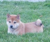 ACA Registered Shiba Inu For Sale Fredericksburg, OH Female- Sophie