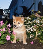 ACA Registered Shiba Inu For Sale Fredericksburg, OH Female- Sophie