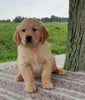AKC Registered Golden Retriever For Sale Wooster, OH Female- Sophie