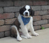 AKC Registered Saint Bernard For Sale Sugarcreek, OH Male- Splash
