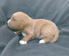 F1B Medium Labradoodle For Sale Millersburg, OH Male- Splash