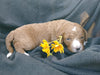 F1B Medium Labradoodle For Sale Millersburg, OH Male- Splash
