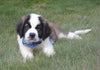 AKC Registered Saint Bernard For Sale Sugarcreek, OH Male- Splash