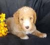 F1B Mini Labradoodle For Sale Millersburg, OH Male- Splash
