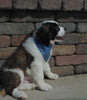 AKC Registered Saint Bernard For Sale Sugarcreek, OH Male- Splash