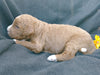 F1B Medium Labradoodle For Sale Millersburg, OH Male- Splash