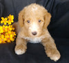 F1B Mini Labradoodle For Sale Millersburg, OH Male- Splash