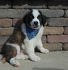 AKC Registered Saint Bernard For Sale Sugarcreek, OH Male- Splash