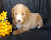 F1B Mini Labradoodle For Sale Millersburg, OH Male- Splash