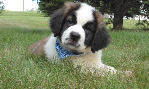AKC Registered Saint Bernard For Sale Sugarcreek, OH Male- Splash