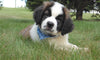 AKC Registered Saint Bernard For Sale Sugarcreek, OH Male- Splash