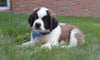 AKC Registered Saint Bernard For Sale Sugarcreek, OH Male- Splash