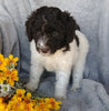 F1B Mini Labradoodle For Sale Millersburg, OH Female- Sprinkles