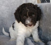 F1B Mini Labradoodle For Sale Millersburg, OH Female- Sprinkles