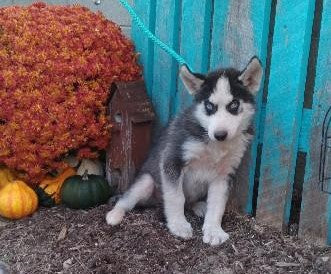 Siberian Husky For Sale Dundee, OH Male- Spunky