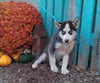 Siberian Husky For Sale Dundee, OH Male- Spunky