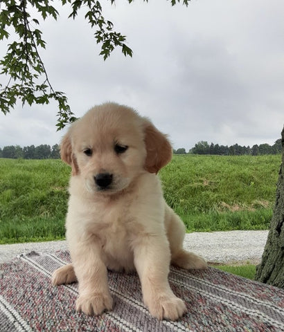 AKC Registered Golden Retriever For Sale Wooster, OH Female- Stacey