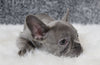 AKC Registered French Bulldog For Sale Fredricksburg, OH Female-Star
