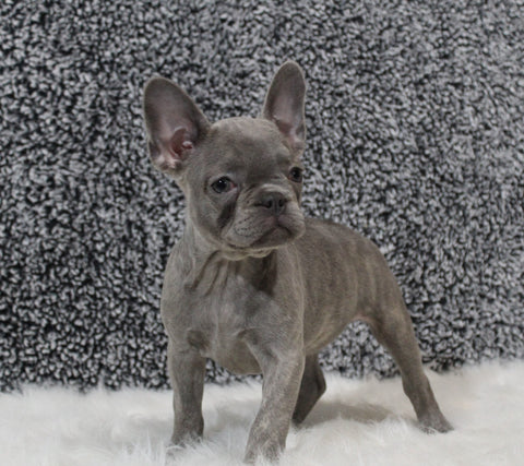 AKC Registered French Bulldog For Sale Fredricksburg, OH Female-Star