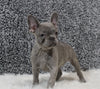 AKC Registered French Bulldog For Sale Fredricksburg, OH Female-Star