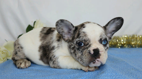 AKC Registered French Bulldog For Sale Wooster, OH Female- Starlett