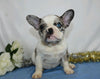 AKC Registered French Bulldog For Sale Wooster, OH Female- Starlett