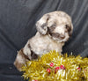 Mini Labradoodle For Sale Millersburg, OH Female- Starlight