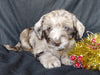 Mini Labradoodle For Sale Millersburg, OH Female- Starlight
