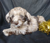 Mini Labradoodle For Sale Millersburg, OH Female- Starlight