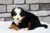 AKC Registered Bernese Mountain Dog For Sale Brinkhaven, OH Female- Stella