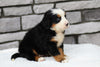 AKC Registered Bernese Mountain Dog For Sale Brinkhaven, OH Female- Stella