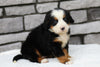 AKC Registered Bernese Mountain Dog For Sale Brinkhaven, OH Female- Stella