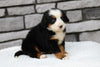 AKC Registered Bernese Mountain Dog For Sale Brinkhaven, OH Female- Stella