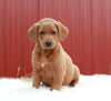 Standard Labradoodle For Sale Fredericksburg, OH Female- Stella